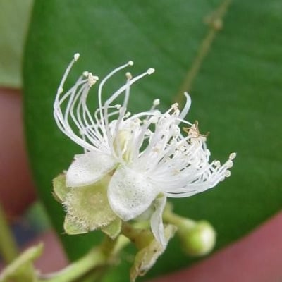 Myrcia splendens — flower