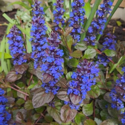 Ajuga genevensis — flower