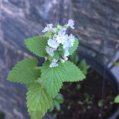 Nepeta cataria — flower