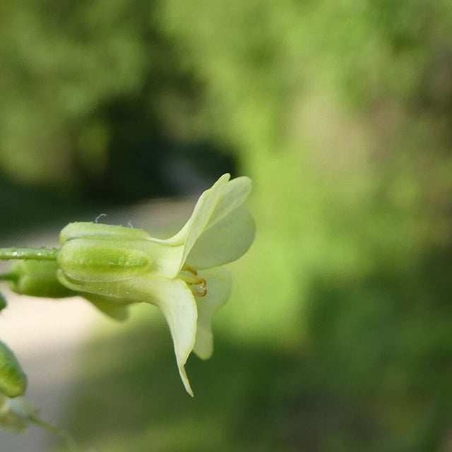 Bunias erucago — flower
