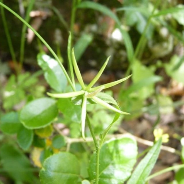 Rhagadiolus stellatus — flower