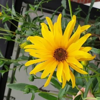 Helianthus maximiliani — flower
