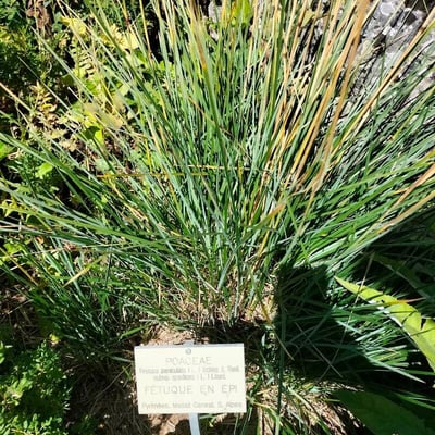 Patzkea paniculata — leaf