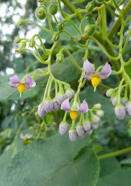 Solanum corymbiflorum