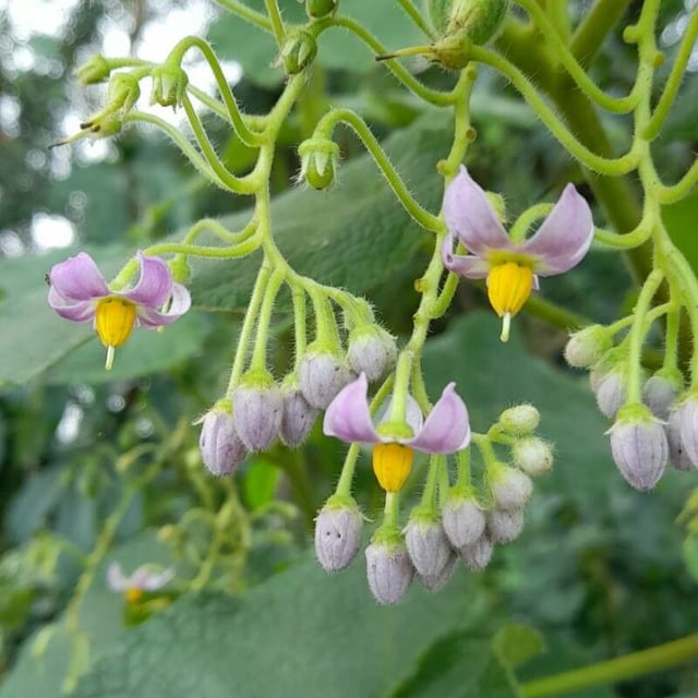Solanum corymbiflorum