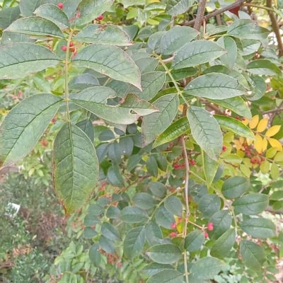 Zanthoxylum americanum — leaf