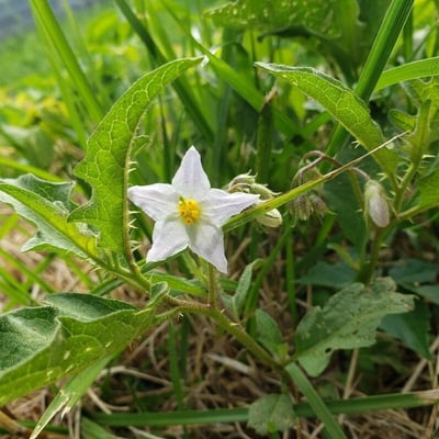 Solanum carolinense — flower