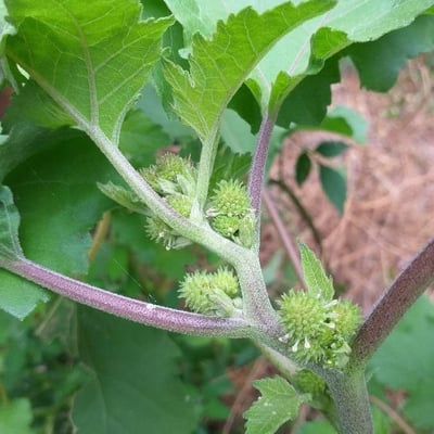Xanthium strumarium — flower