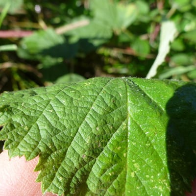 Rubus scabrosus — leaf