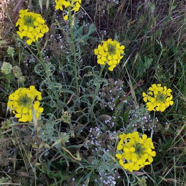 Erysimum odoratum — flower
