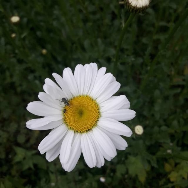 Leucanthemum ircutianum — flower