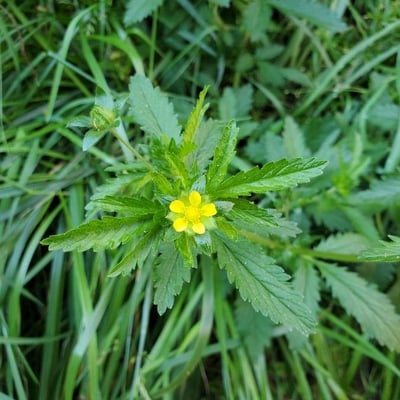 Potentilla norvegica — flower