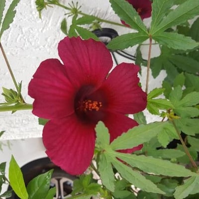 Hibiscus sabdariffa — flower