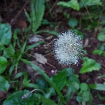 Chaptalia nutans — flower