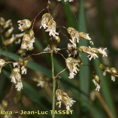 Anthoxanthum nitens — flower