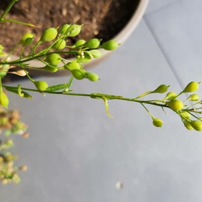 Camelina sativa — flower