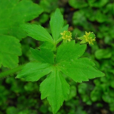 Ranunculus recurvatus — flower