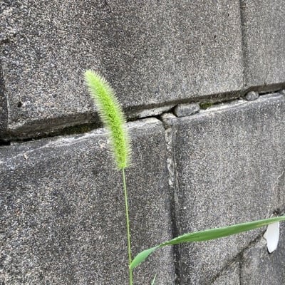 Setaria faberi — flower