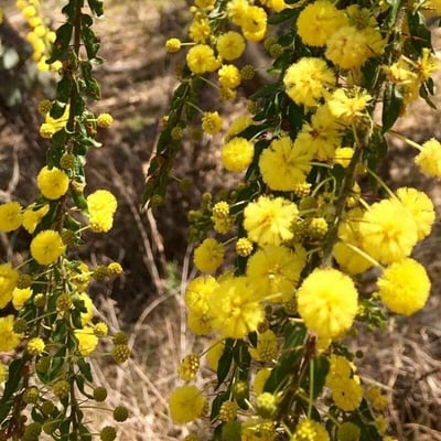 Acacia paradoxa — flower