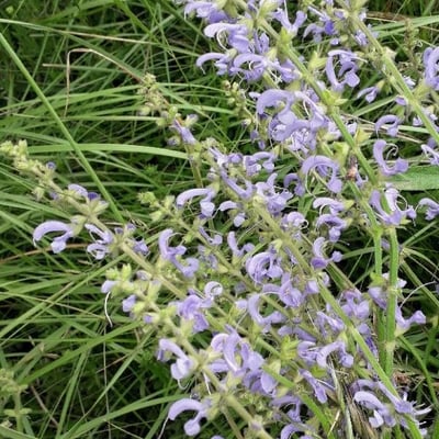 Salvia pratensis — flower