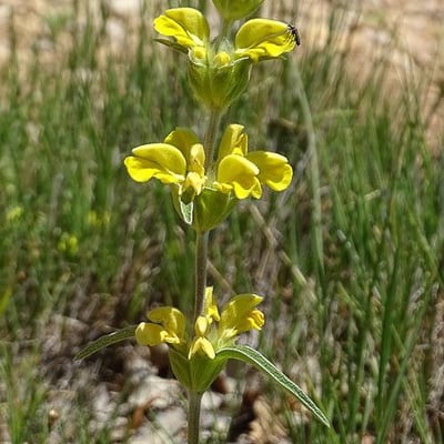 Phlomis lychnitis — flower