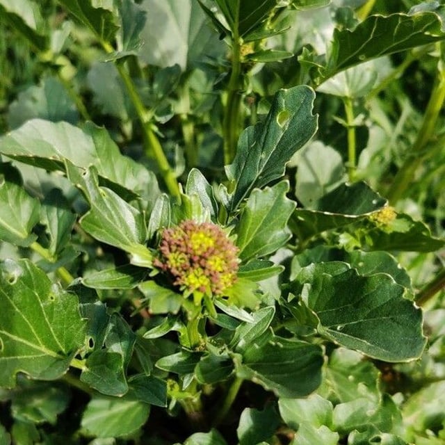 Barbarea intermedia — flower