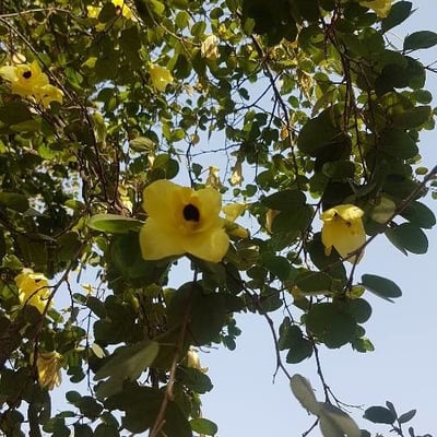 Bauhinia tomentosa — flower