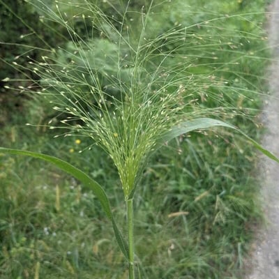 Panicum capillare — flower