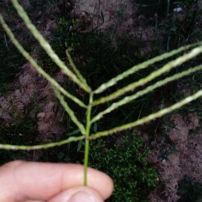 Paspalum scrobiculatum — flower