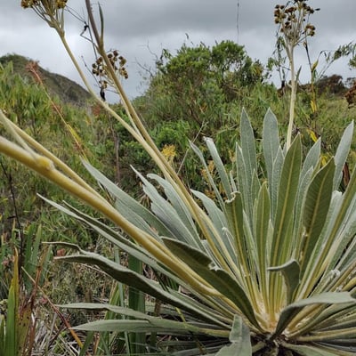 Espeletia grandiflora — habit
