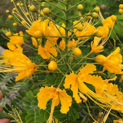 Caesalpinia pulcherrima — flower