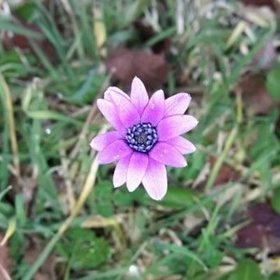 Anemone hortensis — flower
