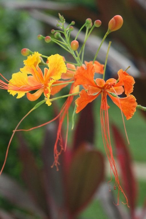 Dwarf poinciana