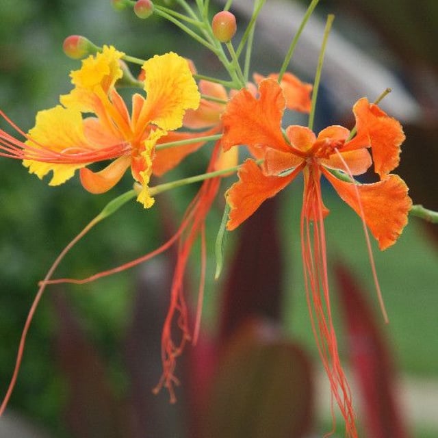 Caesalpinia pulcherrima — flower