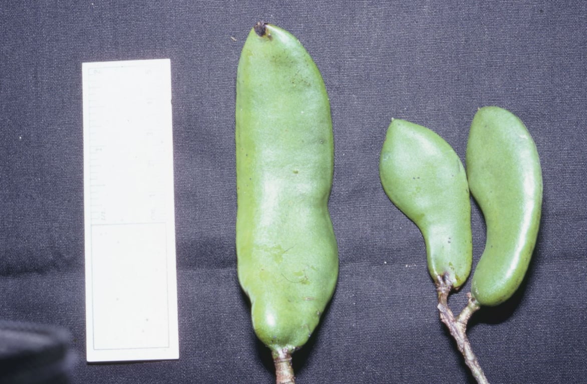 Libidibia ferrea