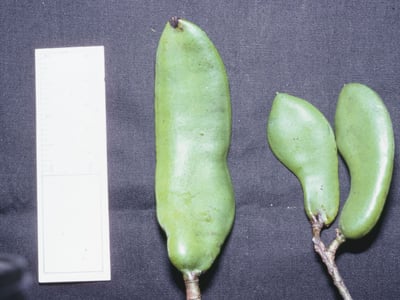 Libidibia ferrea