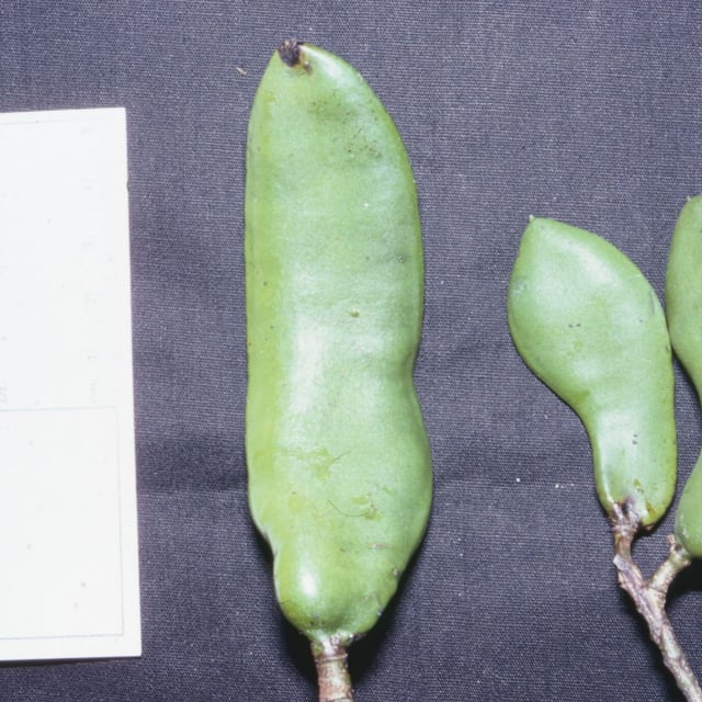 Libidibia ferrea