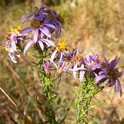 Galatella sedifolia — flower