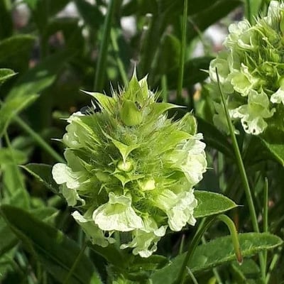 Sideritis hyssopifolia — flower