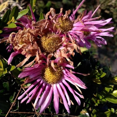 Aster alpinus — flower