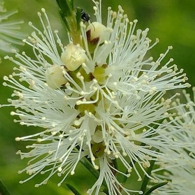 Melaleuca ericifolia — flower