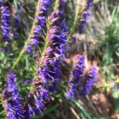 Hyssopus officinalis — flower