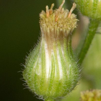 Erigeron sumatrensis — flower