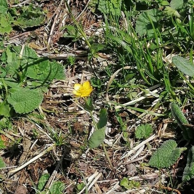 Ranunculus thora — flower