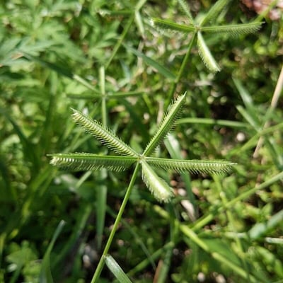 Dactyloctenium aegyptium — flower