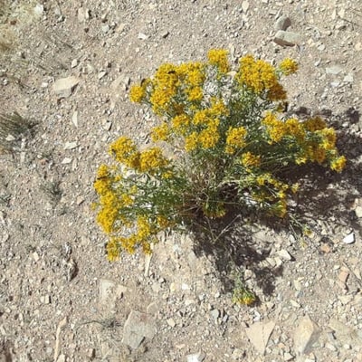 Gutierrezia sarothrae — flower