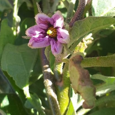 Solanum melongena — flower