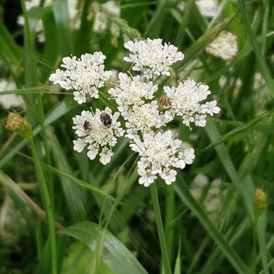 Oenanthe pimpinelloides — flower