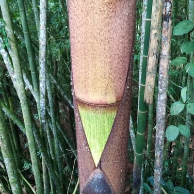 Guadua angustifolia — leaf