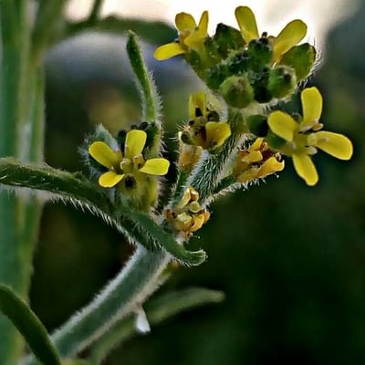 Sisymbrium officinale — flower